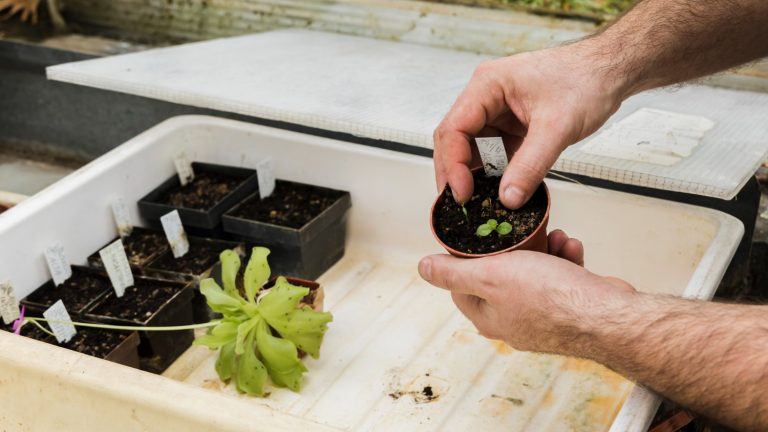 The Essential Role of Micronutrient Fertilizers in Modern Agriculture