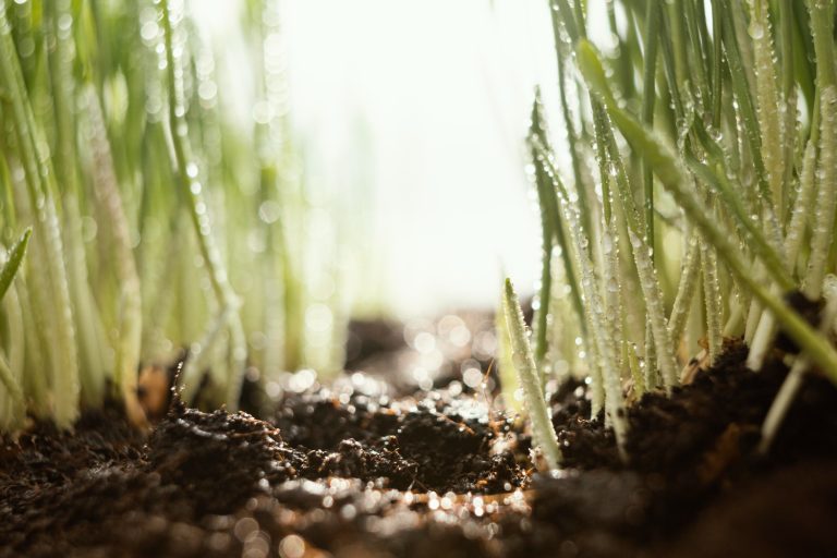 Calcium Nitrate and Boron: Essential Nutrients for Fertile Soil and Healthy Crops